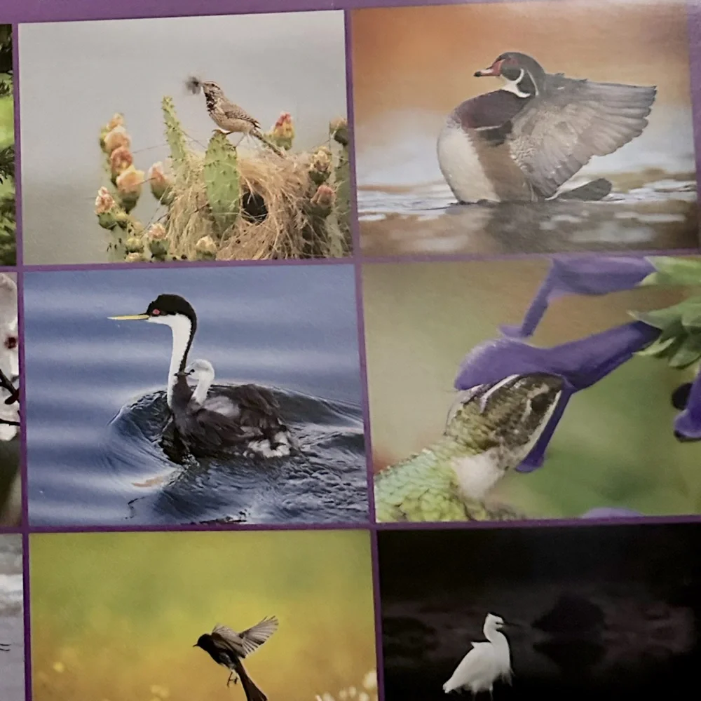 Audubon Society 2025 Protecting Birds & Nature 16 Month Calendar